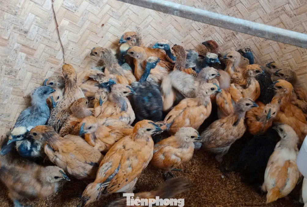 Người đàn ông kiếm bộn tiền từ gà 'mặt quỷ' - Ảnh 7