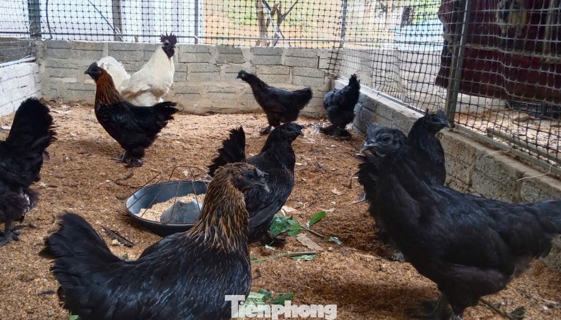 Người đàn ông kiếm bộn tiền từ gà 'mặt quỷ' - Ảnh 3