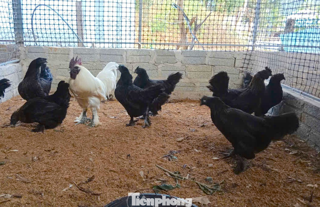 Người đàn ông kiếm bộn tiền từ gà 'mặt quỷ' - Ảnh 4