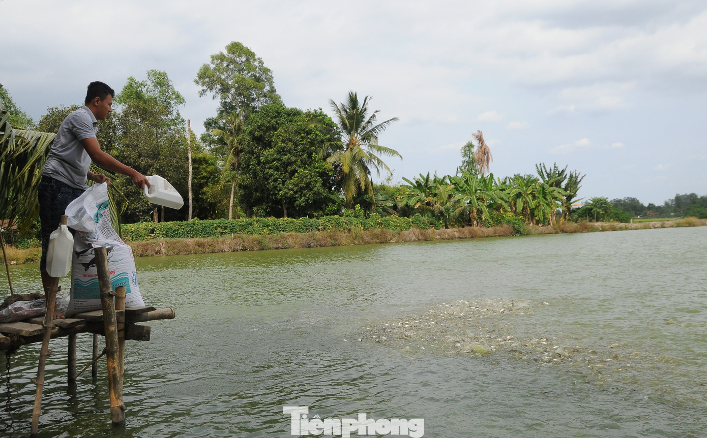 Giá cá tra tăng kỷ lục, vì sao người nuôi vẫn 'treo ao'? - Ảnh 3