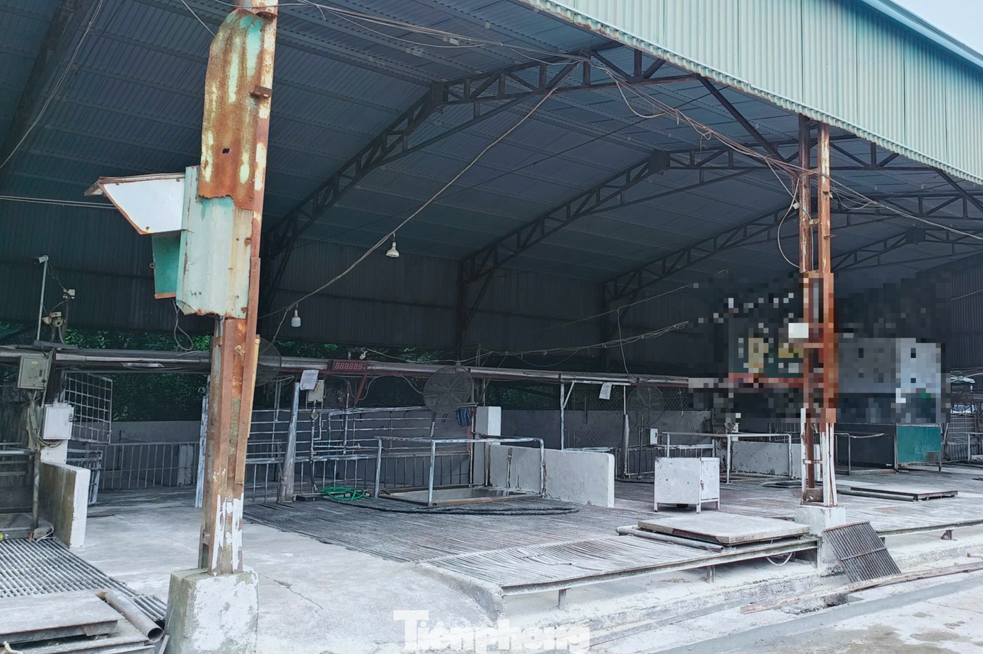 Tận thấy lò mổ gần 300 tấn lợn bệnh ở Hà Nội - Ảnh 1