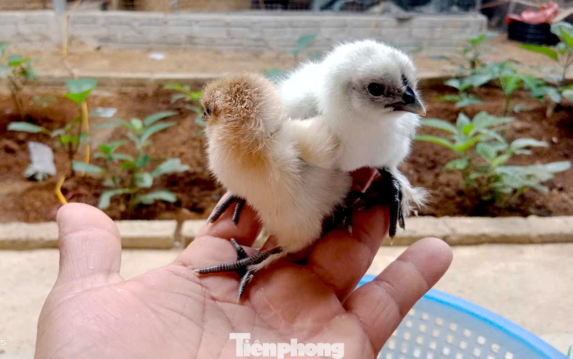 Người đàn ông kiếm bộn tiền từ gà 'mặt quỷ' - Ảnh 5