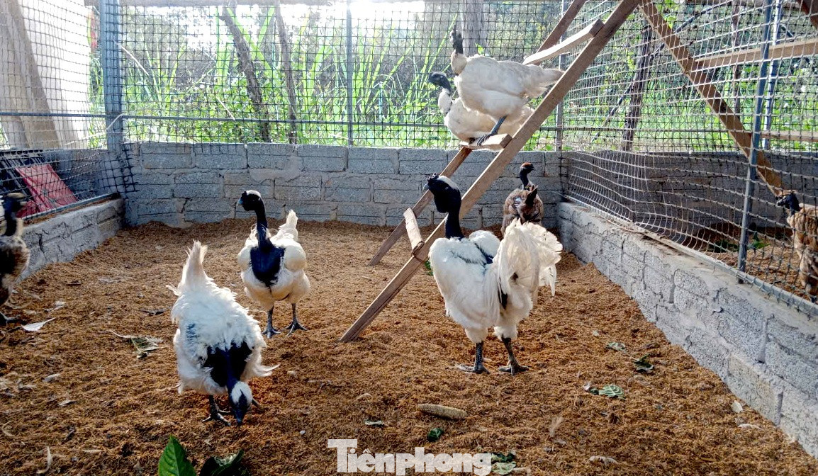 Người đàn ông kiếm bộn tiền từ gà 'mặt quỷ' - Ảnh 2