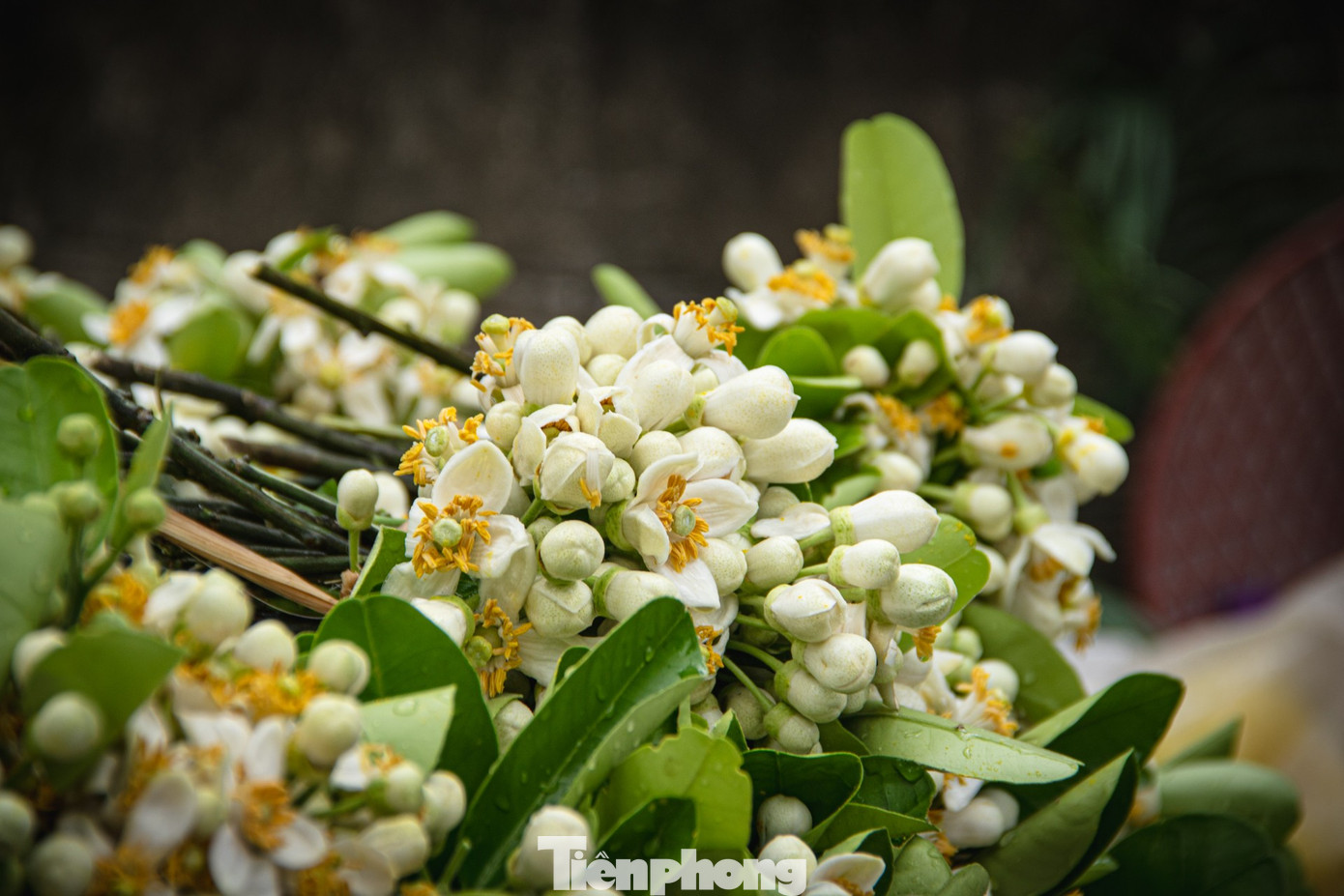 Hoa bưởi ngập phố Hà Nội, giá 'chát' vẫn đắt hàng - Ảnh 3