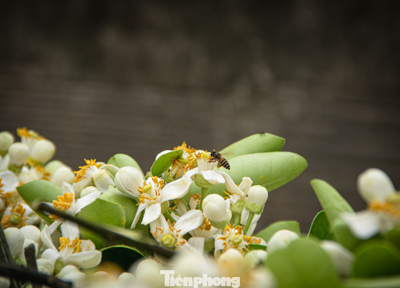 Hoa bưởi ngập phố Hà Nội, giá 'chát' vẫn đắt hàng - Ảnh 8