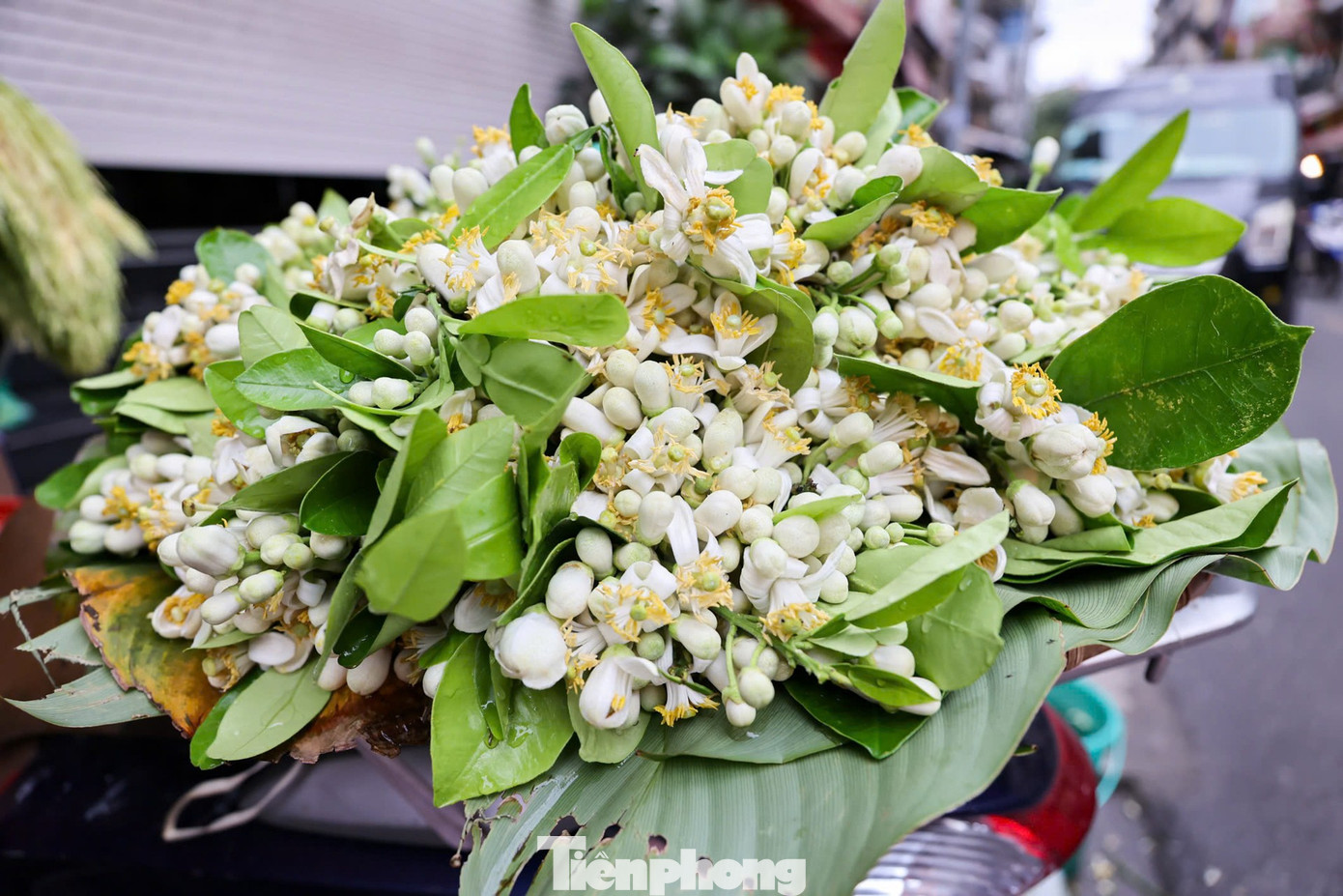 Hoa bưởi ngập phố Hà Nội, giá 'chát' vẫn đắt hàng - Ảnh 1