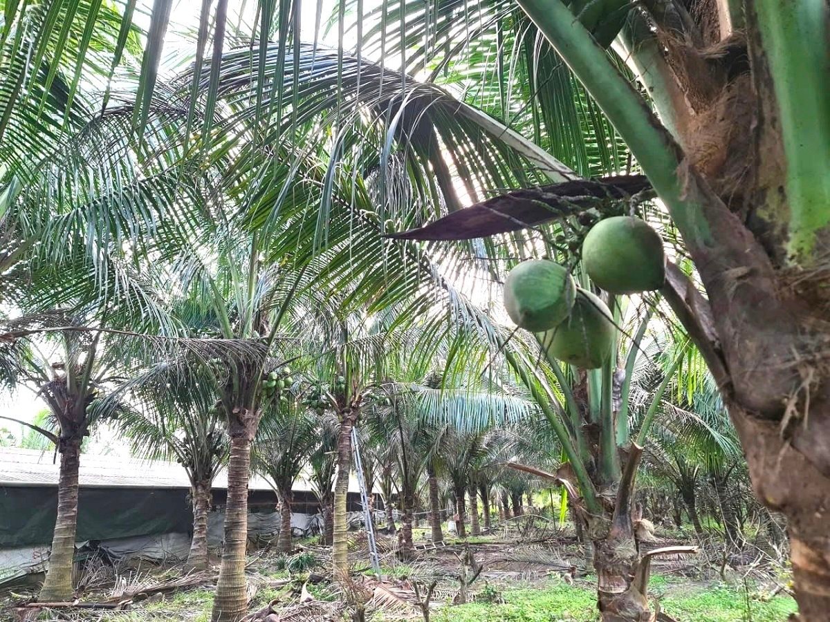 Từng trắng tay vì cà phê, lão nông 70 tuổi "đổi vận" lãi nửa tỷ mỗi năm từ 6 triệu đồng vốn vay ngân hàng - Ảnh 2