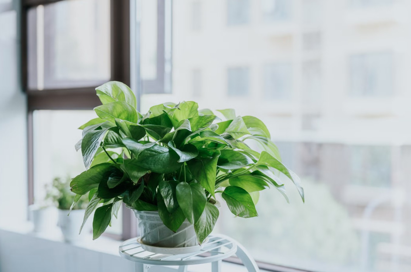 3 loại cây đặc biệt hợp với tuổi 30+: Biết trồng thì khỏe lên thấy rõ - Ảnh 3