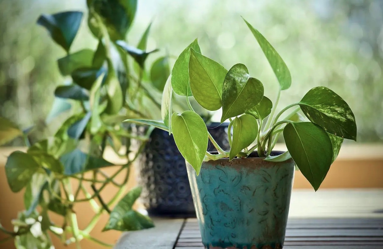 3 loại cây nên trồng trong nhà ngay mùa xuân này - Ảnh 3