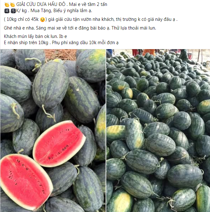Dưa hấu, xoài vào mùa, giá rẻ bất ngờ - Ảnh 9