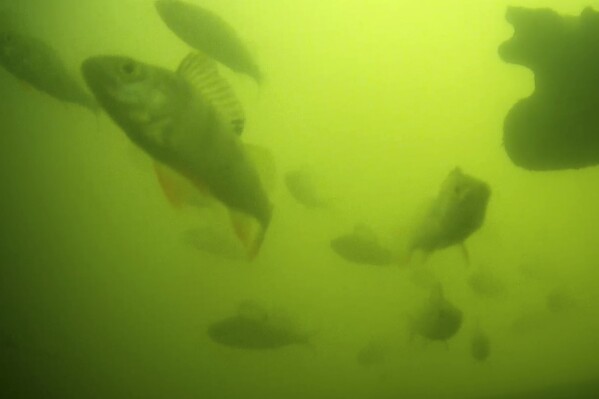 Hàng triệu người trên thế giới đang háo hức theo dõi đàn cá bơi qua bơi lại ở Hà Lan: Lý do rất thú vị và quan trọng - Ảnh 1