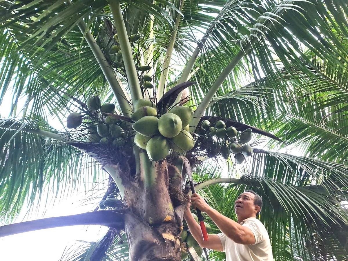 Từng trắng tay vì cà phê, lão nông 70 tuổi "đổi vận" lãi nửa tỷ mỗi năm từ 6 triệu đồng vốn vay ngân hàng - Ảnh 1
