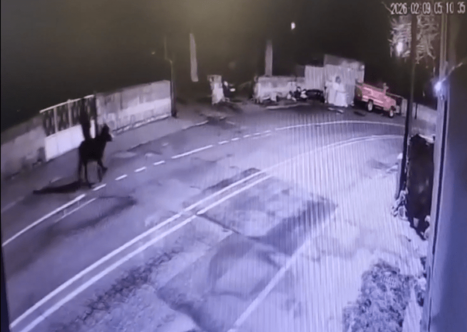 Toàn cảnh vụ trộm “khó đỡ” được camera ghi lại: Đột nhập bằng xe nâng, ôm 150g vàng cưỡi lừa tẩu thoát - Ảnh 2