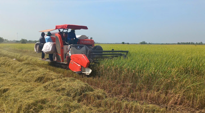 Giá cước tăng cao, lúa gạo, thủy sản, phân bón cùng gặp khó - Ảnh 1