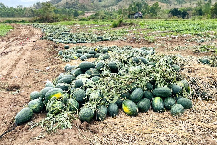 Giá dưa hấu còn 1.000 đồng/kg, nhiều hộ trồng lỗ hàng trăm triệu đồng - Ảnh 3
