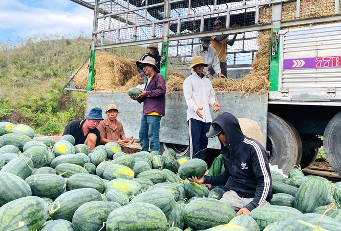 Giá dưa hấu còn 1.000 đồng/kg, nhiều hộ trồng lỗ hàng trăm triệu đồng - Ảnh 1