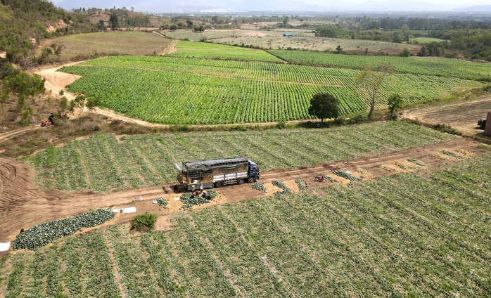 Giá dưa hấu còn 1.000 đồng/kg, nhiều hộ trồng lỗ hàng trăm triệu đồng - Ảnh 2