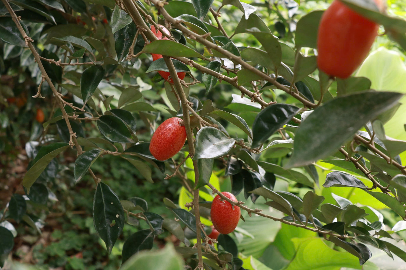 Thủ phủ nhót ở Hà Nội mất mùa, rớt giá - Ảnh 3