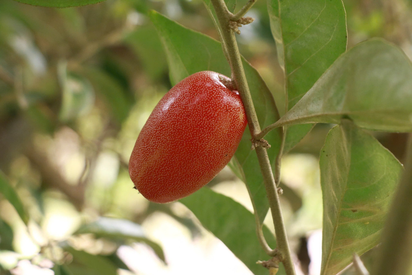 Thủ phủ nhót ở Hà Nội mất mùa, rớt giá - Ảnh 11