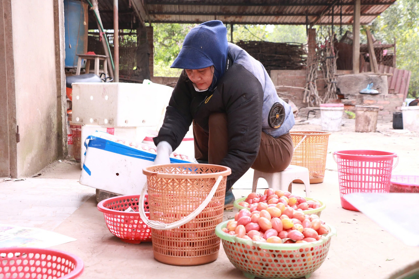 Thủ phủ nhót ở Hà Nội mất mùa, rớt giá - Ảnh 4