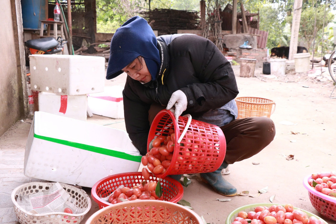 Thủ phủ nhót ở Hà Nội mất mùa, rớt giá - Ảnh 5