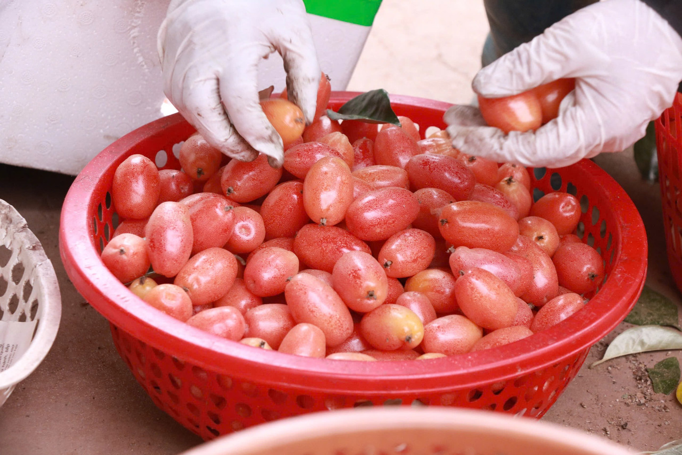 Thủ phủ nhót ở Hà Nội mất mùa, rớt giá - Ảnh 6