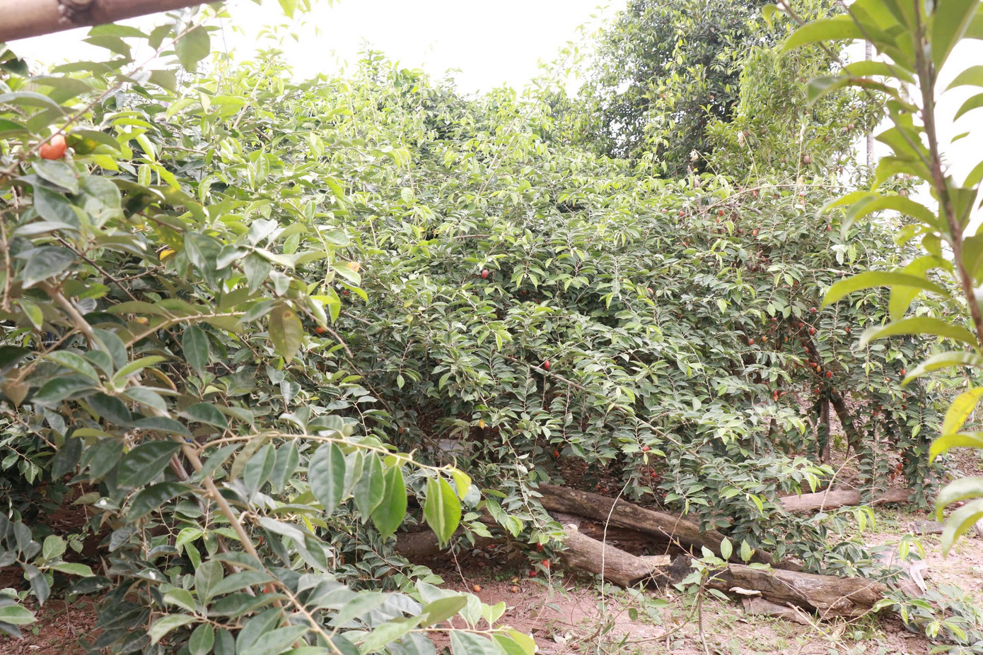 Thủ phủ nhót ở Hà Nội mất mùa, rớt giá - Ảnh 1