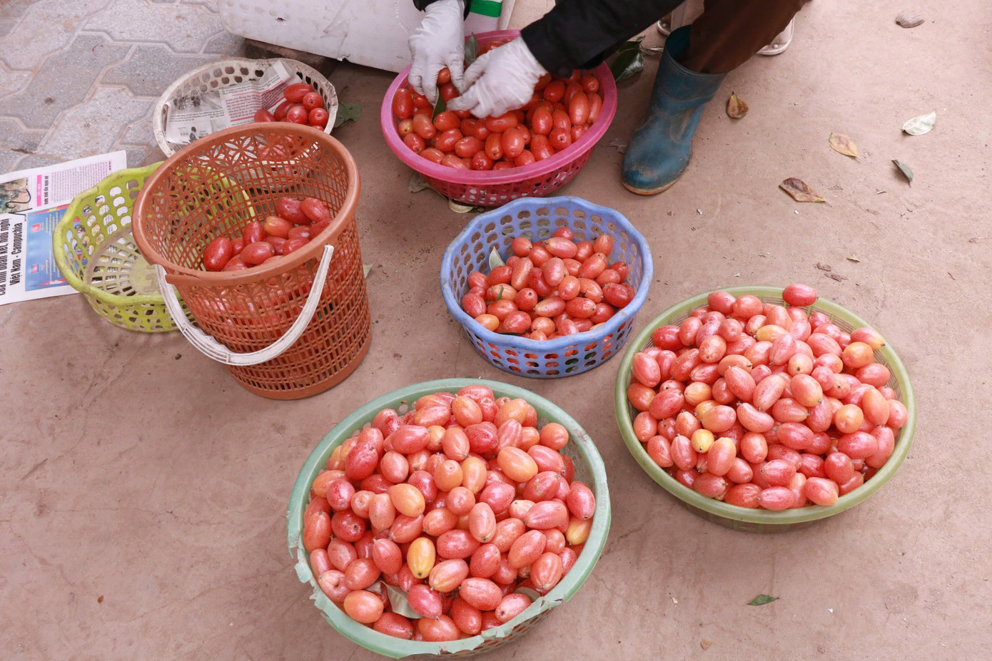 Thủ phủ nhót ở Hà Nội mất mùa, rớt giá - Ảnh 12