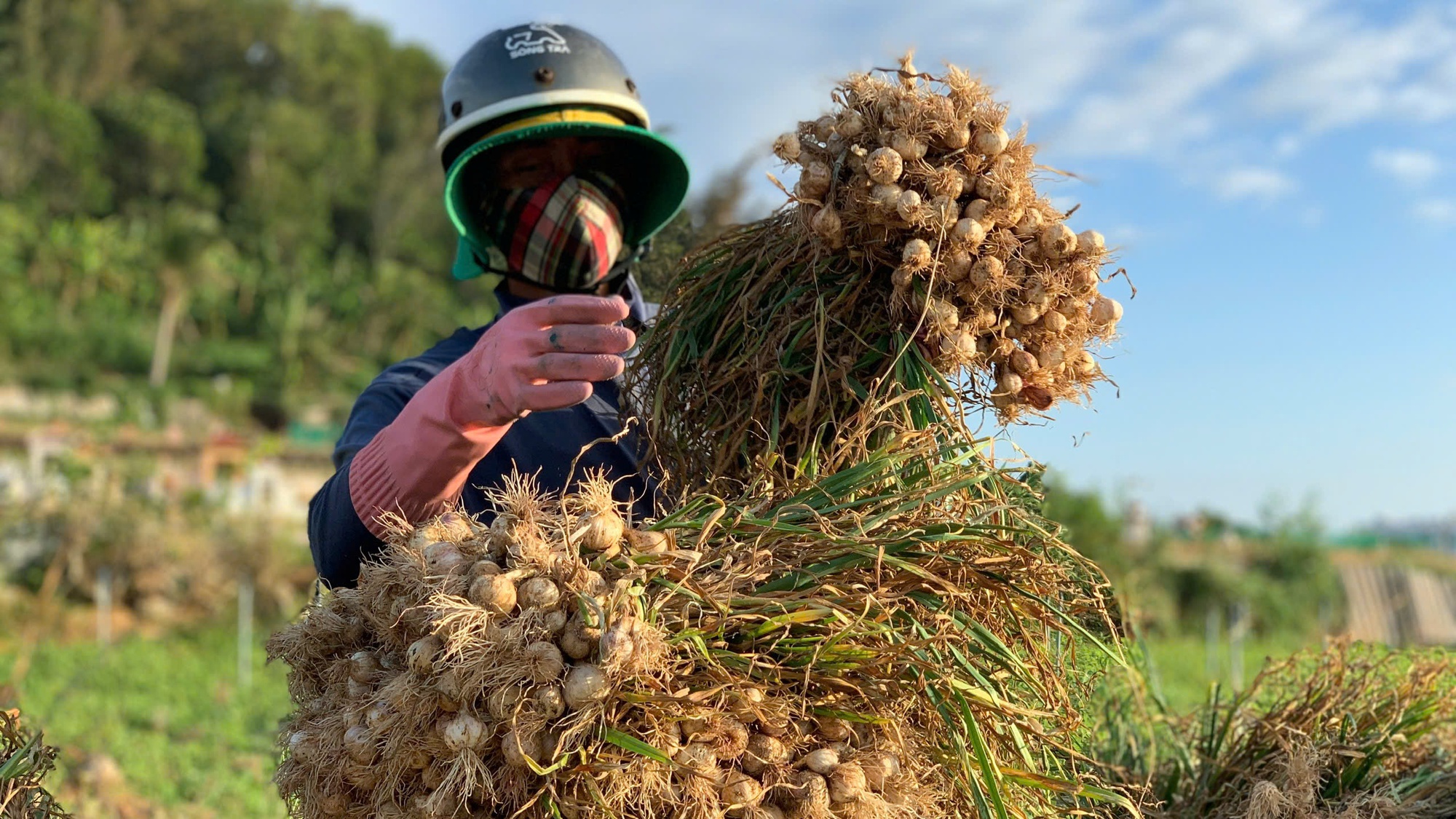 Nông dân Lý Sơn khóc ròng vì "vàng trắng" mất giá - Ảnh 3