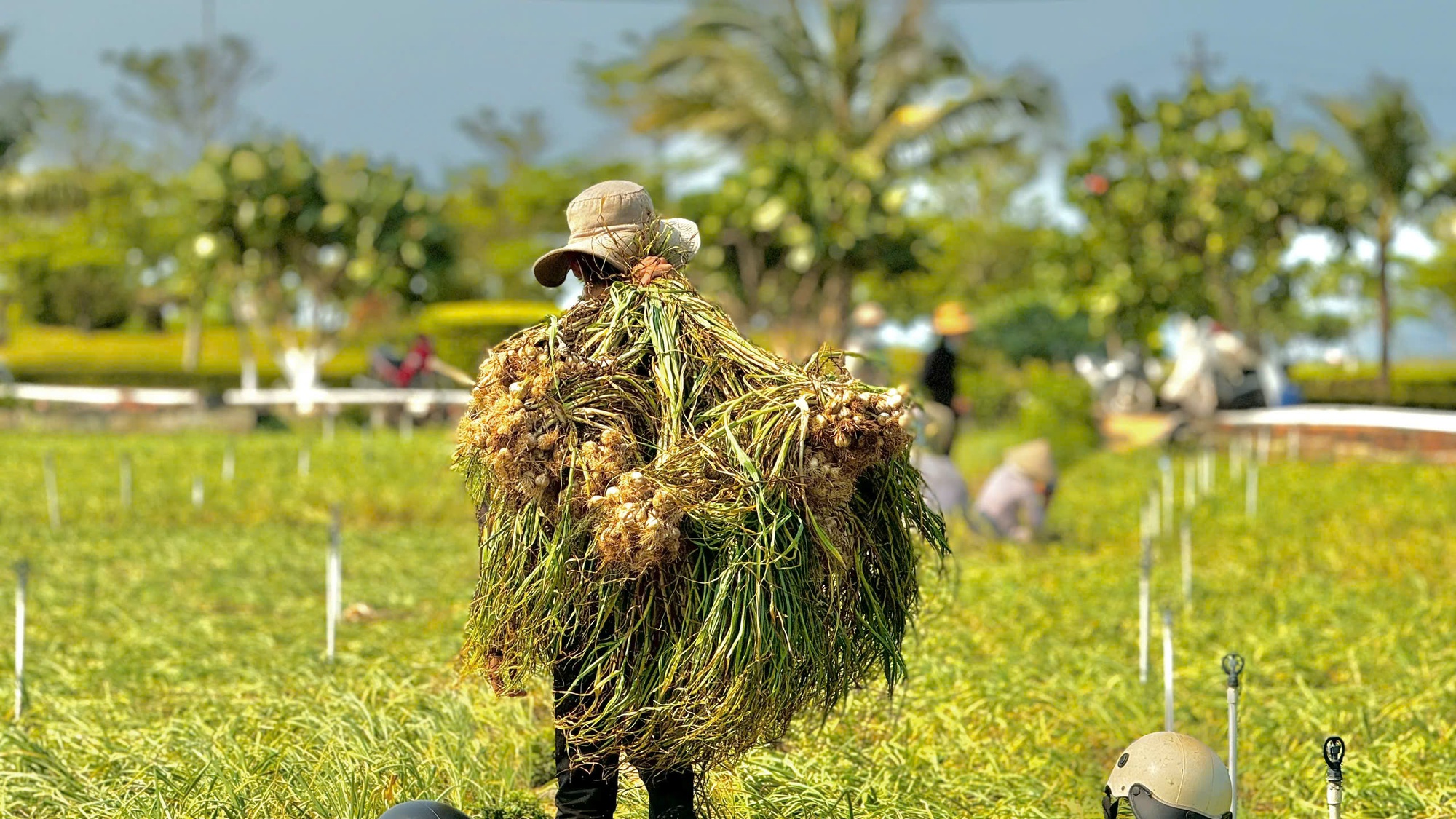 Nông dân Lý Sơn khóc ròng vì "vàng trắng" mất giá - Ảnh 2