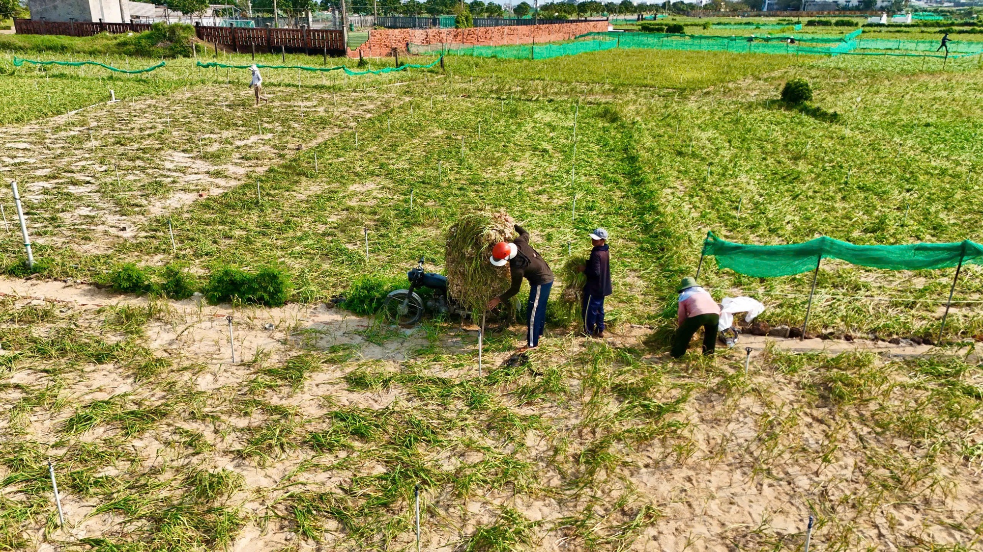 Nông dân Lý Sơn khóc ròng vì "vàng trắng" mất giá - Ảnh 1