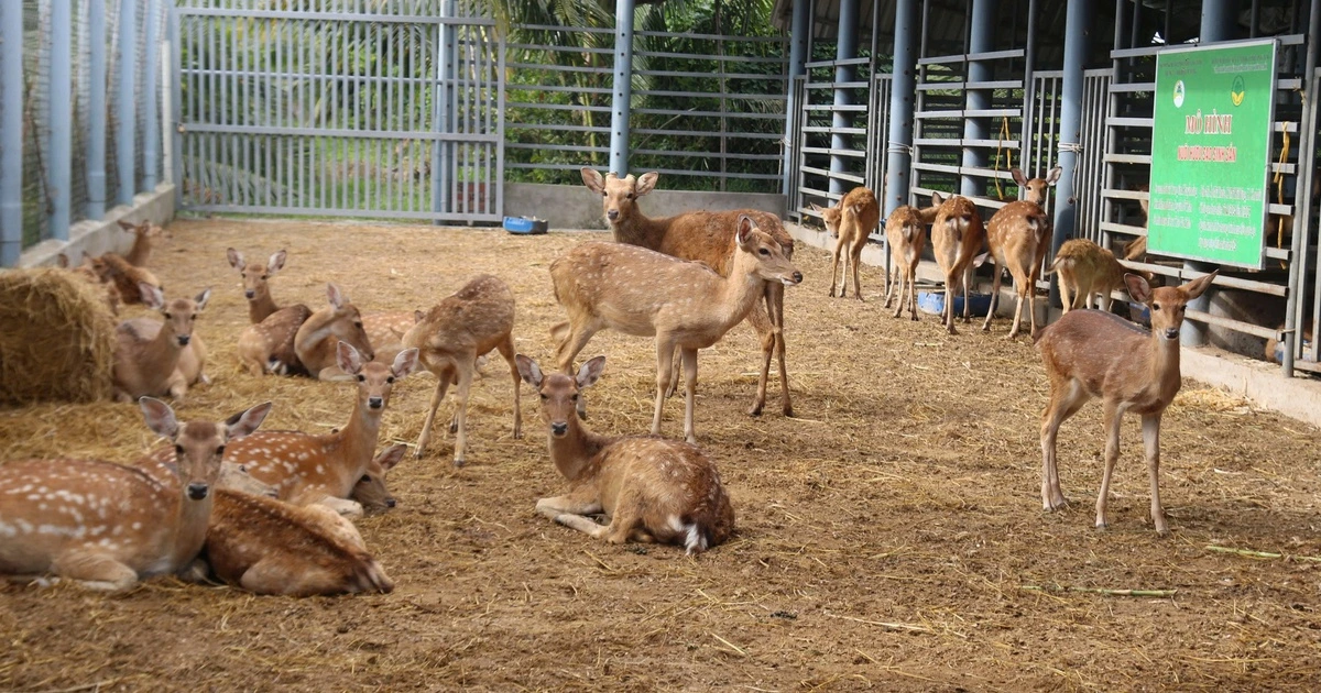 Bán bò chuyển sang nuôi hươu lấy nhung, nông dân miền Tây 'hái lộc' đều tay
