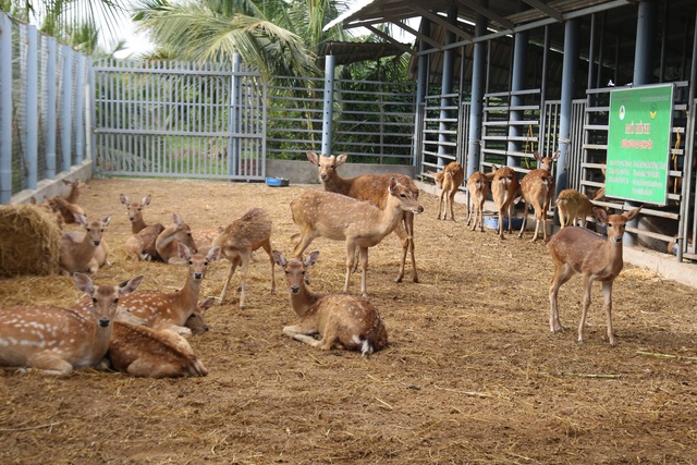 Bán bò chuyển sang nuôi hươu lấy nhung, nông dân miền Tây 'hái lộc' đều tay - Ảnh 1