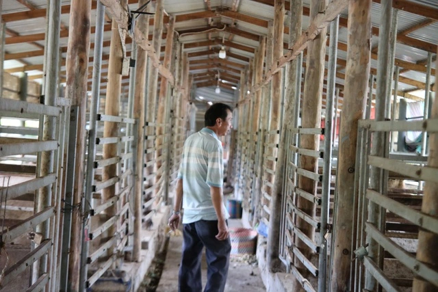 Bán bò chuyển sang nuôi hươu lấy nhung, nông dân miền Tây 'hái lộc' đều tay - Ảnh 2