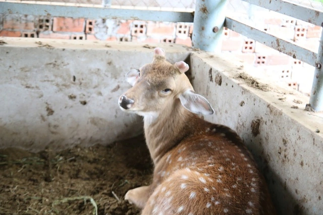Bán bò chuyển sang nuôi hươu lấy nhung, nông dân miền Tây 'hái lộc' đều tay - Ảnh 3