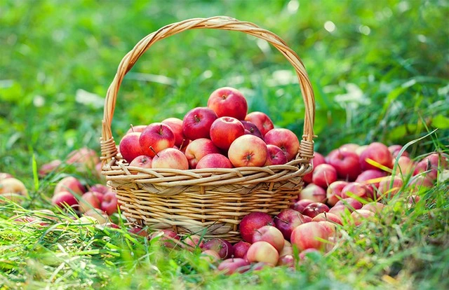 Táo Aomori và chiến lược bền vững hơn một thập kỷ tại Việt Nam - Ảnh 3