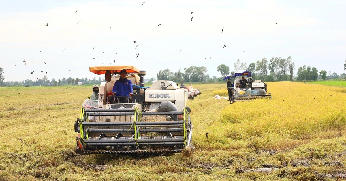 Nông dân sốt ruột vì giá xăng dầu tăng nhưng giá lúa giảm mạnh