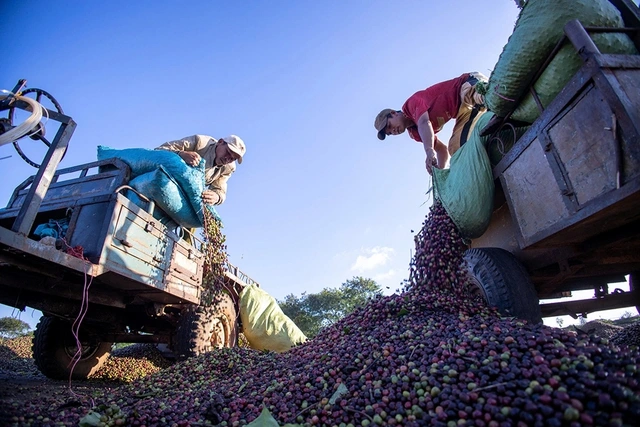 Xuất khẩu lo chi phí vận tải biển tăng - Ảnh 2