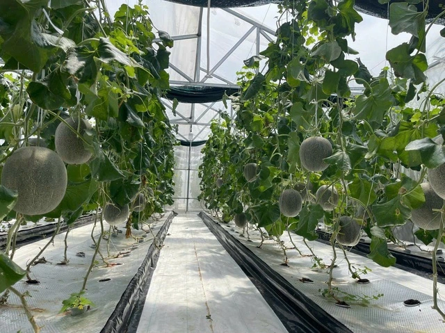 Kỹ sư xây dựng làm nông nghiệp công nghệ cao với mô hình trồng dưa lưới - Ảnh 1