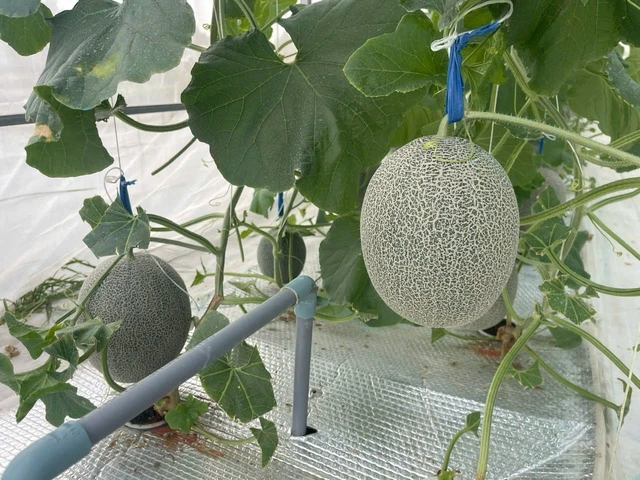 Kỹ sư xây dựng làm nông nghiệp công nghệ cao với mô hình trồng dưa lưới - Ảnh 2