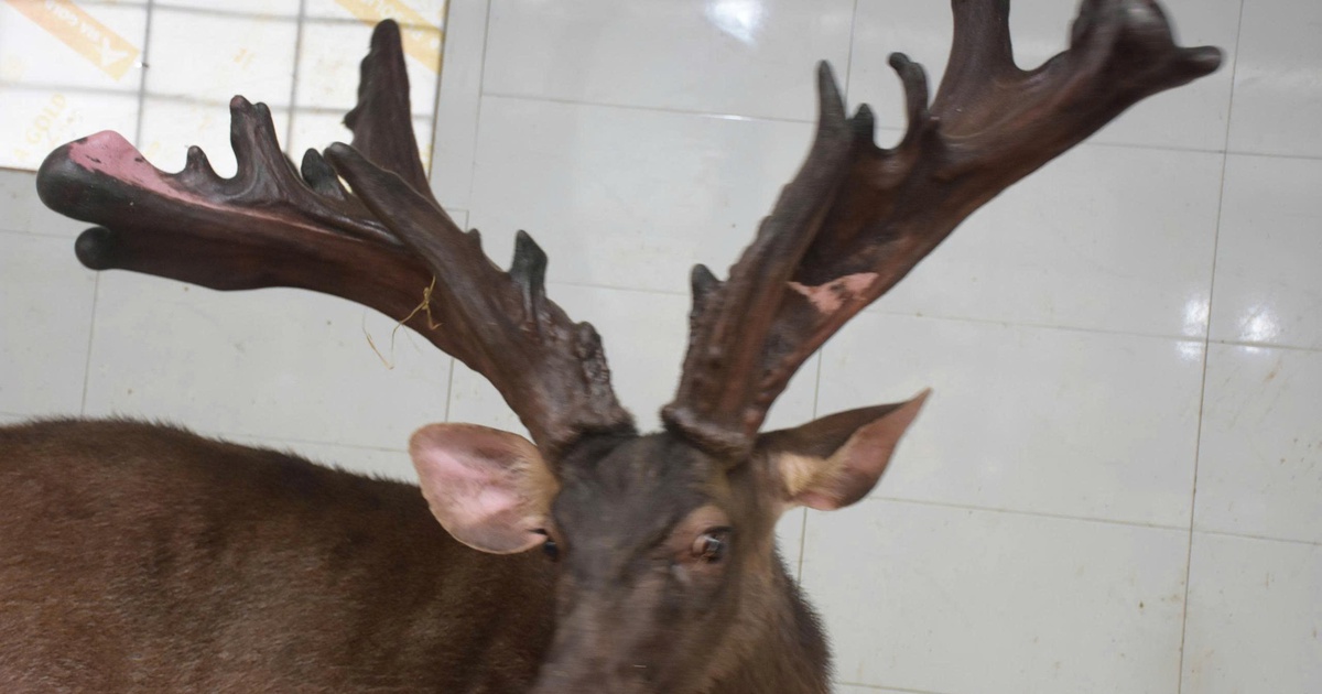 Một nông dân bán cặp nhung nai 'khủng' với giá 107 triệu đồng