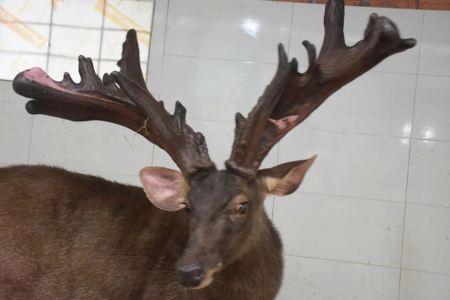 Một nông dân bán cặp nhung nai 'khủng' với giá 107 triệu đồng - Ảnh 1