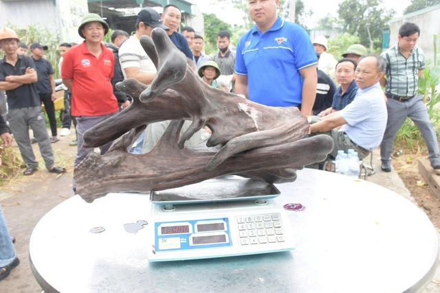 Một nông dân bán cặp nhung nai 'khủng' với giá 107 triệu đồng - Ảnh 2