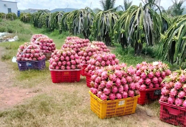 'Siết' dư lượng thuốc bảo vệ thực vật với thanh long, sầu riêng, chanh leo... - Ảnh 1