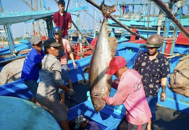 'Làn bơi' qua Mỹ của cá ngừ gặp nhiều rào cản - Ảnh 1