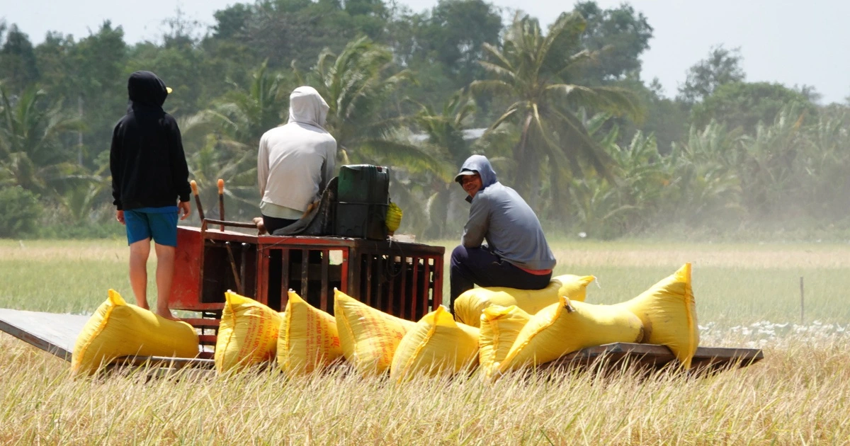 Tăng cường thu mua tạm trữ lúa gạo cho nông dân