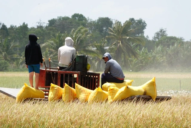 Tăng cường thu mua tạm trữ lúa gạo cho nông dân - Ảnh 1
