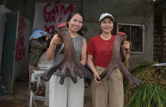 Một nông dân bán cặp nhung nai 'khủng' với giá 107 triệu đồng - Ảnh 3