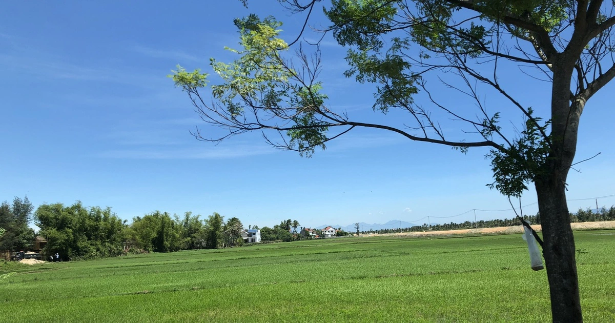 Cây lâu năm nào được trồng trên đất lúa?