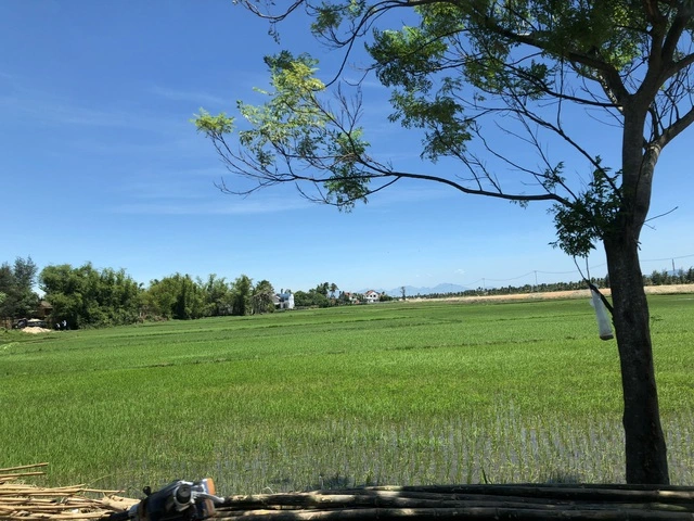 Cây lâu năm nào được trồng trên đất lúa? - Ảnh 1